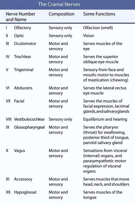 Cranial Nerves Mnemonic Cranial Nerve 8 Vestibulocochlear The