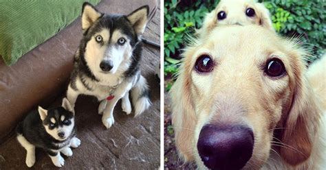 50 Dogs With Their Cute Mini Mes Bored Panda