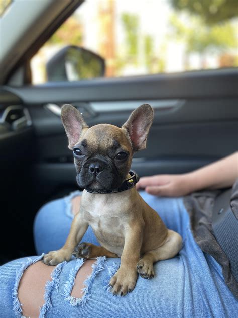 But many still wonder, how big french bulldogs get and how with the soaring popularity of french bulldogs, more people are choosing this breed. Got a dog, and I regret nothing. Reddit, meet Winston : aww