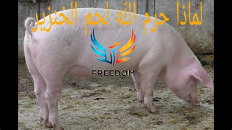 15 معلومة علمية تؤكد أن الإسلام على حق في تحريم لحم الخنزير youtube