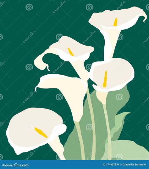 Vector Card With Bouquet Of Calla Lilies Stock Vector Illustration Of