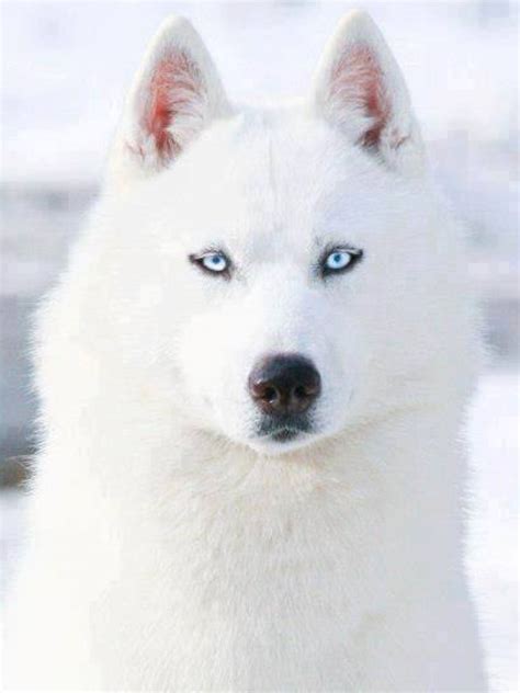 White Siberian Husky With Blue Eyes Dogs And Puppies Dogs White