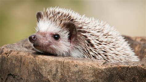 Hedgehog Wallpapers Wallpapers High Quality Download Free