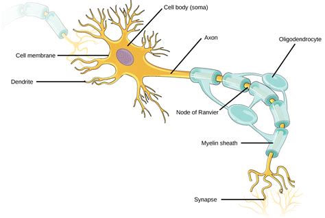 Labeled Nerve Cell Ultrastructure Of Nerves Classification Neurones