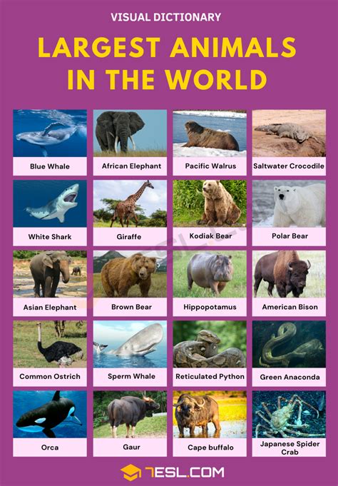 List Of 25 Largest Animals In The World • 7esl