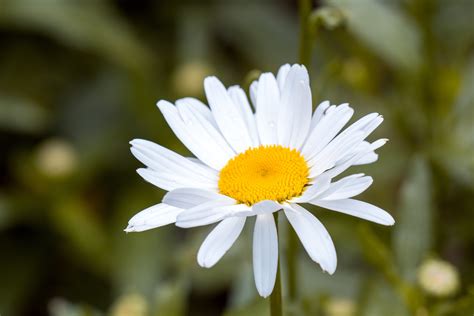 Free Images Flower Flowering Plant Oxeye Daisy Petal White