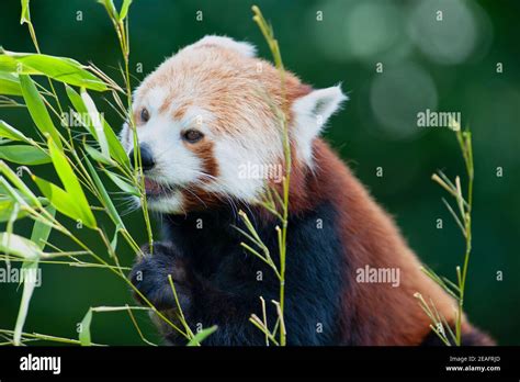 Red Panda Eating Bamboo High Resolution Stock Photography And Images