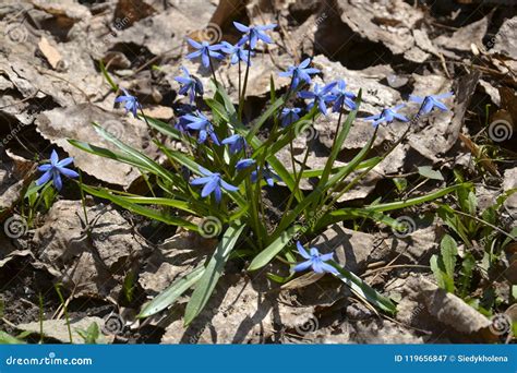 Beautiful Blue Spring Flowers Stock Image Image Of Blooming Botany