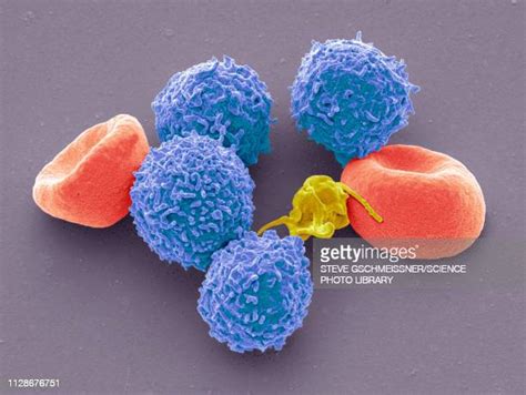 Immune Cells White Blood Cells Photos Et Images De Collection Getty