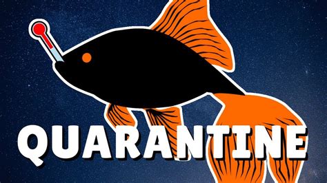 How To Quarantine New Fish In 2 Minutes Diy Quarantine Tank