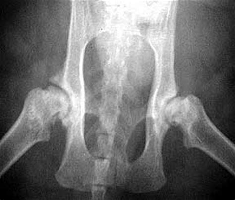 However, to do this, they definitely would of had to anesthetize the kitten. Hip Dysplasia in dogs and cats | Long Beach Animal Hospital