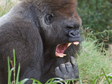 Gorilla Teeth Their Size And How They Compare With Human Teeth A Z