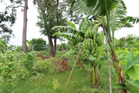 Growing Green Bananas In Organic Farming Plots At Select Focus Outdoor