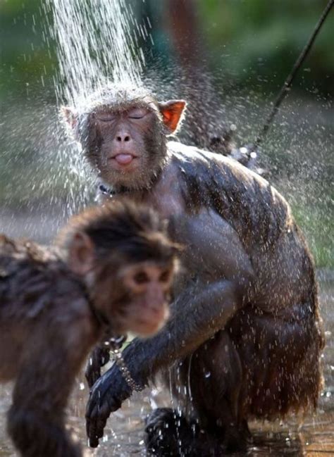 Monkey Shower Funny Pictures Of Animals