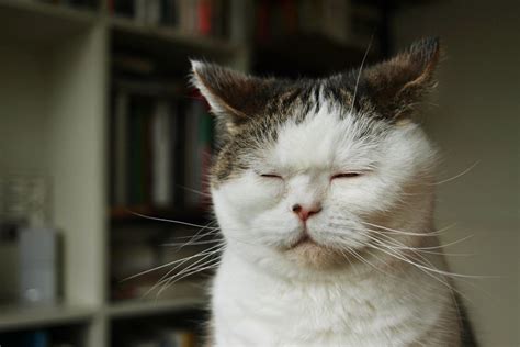 「まこ」という名の不思議顔の猫、見ているだけで癒される【画像】 ハフポスト Life