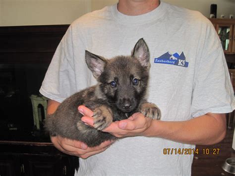 Trained German Shepherd Puppies For Sale