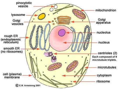 What Are The Main Features Of An Animal Cell Quora