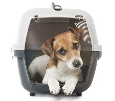 Routes are first come, first serve. Pet Transportation Services - Reliable Cat & Dog Transport ...