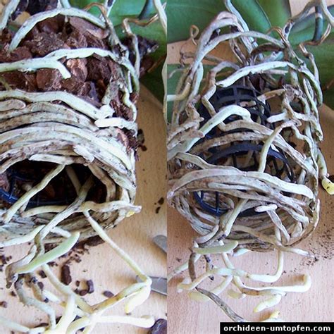 Durch das umtopfen der orchideen wird verhindert, dass ihre wurzeln zu dicht wachsen und sie werden in den kommenden jahren. Orchideen umtopfen