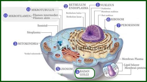 Fungsi Badan Golgi Pengertian Struktur Dan Gambar