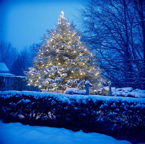 Snow Covered Christmas Tree With Lights Photograph By