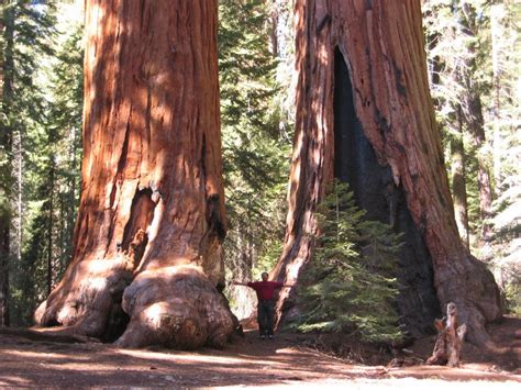 Big Tree Giant Redwood Sequoia Gigantea 40 Seeds