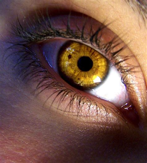 Olhos Dourados Ou Pratas São As Marcas Registradas Deles Olhos