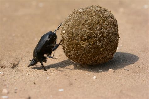 how dung beetles improve farm health