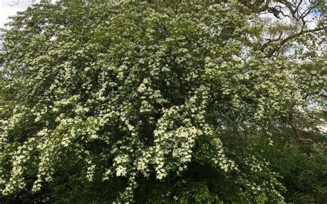 Trees - the very essence of life in the South Downs | The ...