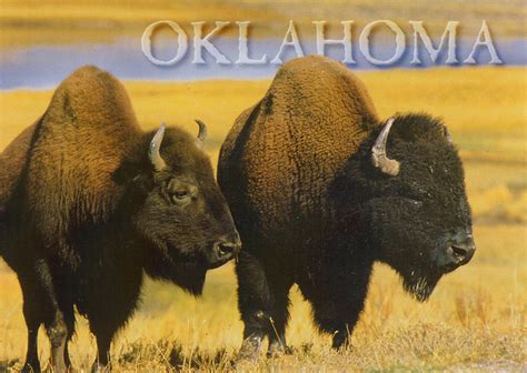 Oklahoma Buffalo Postcard Buffalo Roam Across The Oklahoma Flickr