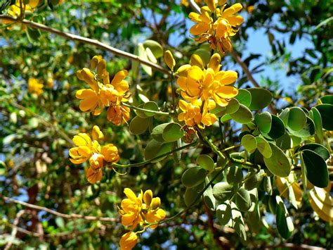 Free Images Blossom Flower Food Produce Evergreen Botany Yellow
