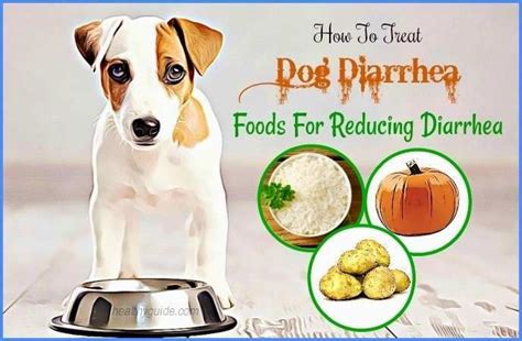 How To Stop Diarrhea In Dogs Home Remedy Your Favorite Images Dog