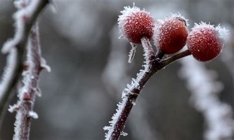 Free Images Tree Nature Branch Blossom Snow Cold Leaf Flower