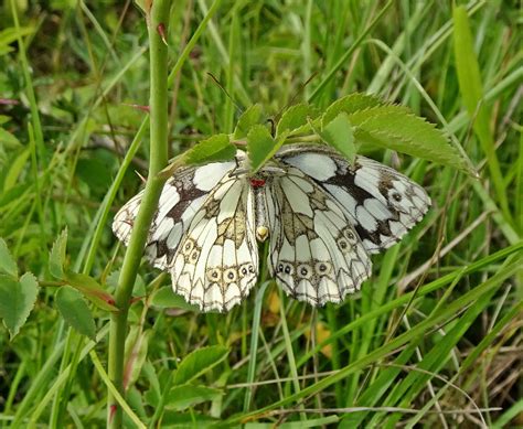 Uk Butterflies Marbled White Melanargia Galathea