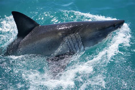 Great White Shark Threats In South Africa White Shark Diving Company