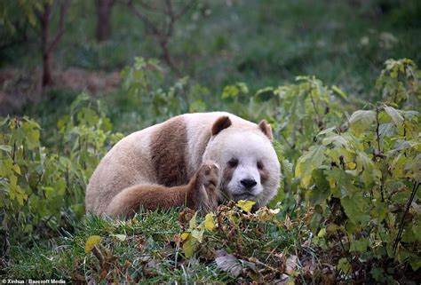 The Worlds Only Brown Panda Gets Adopted Qizai Was Bullied As A Cub