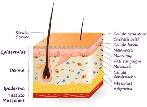 Approfondimenti Sulla Pelle Anatomia Della Pelle E Tipi Di Pelle E My