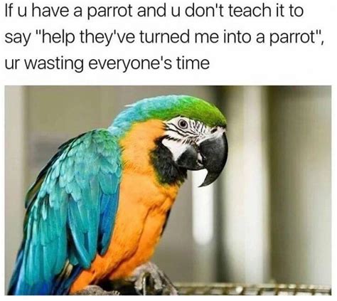 If You Have A Parrot Meme Funny Parrots Parrot Funny Birds
