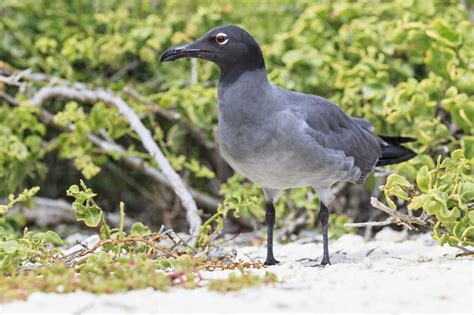 Ecuador Galapagos Islands Genovesa Lava Gull Stock Photo