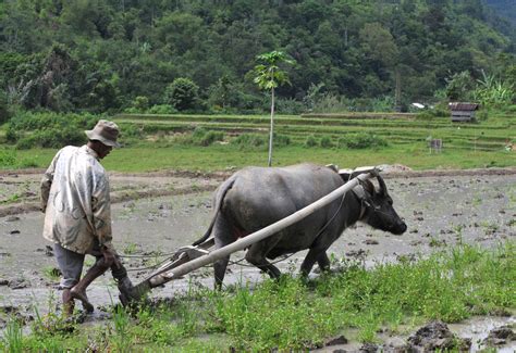 Studies Of Evolving Human Societies Overlook The Role Of Animals