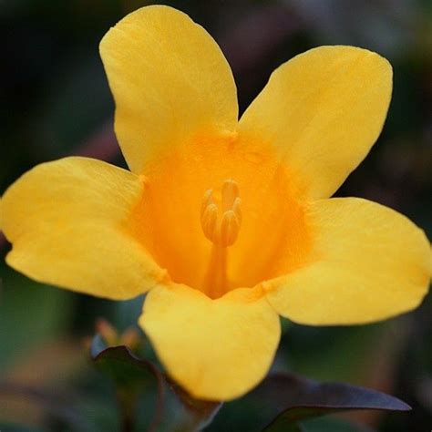 What colors are the flower jasmine? Yellow Jessamine (Jasmine) Flower Macro / south carolina ...
