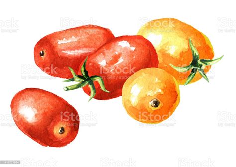 Fresh Ripe Red And Yellow Cherry Tomatoes Hand Drawn Watercolor