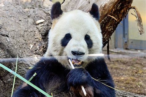 Giant Panda Of Ueno Zoo 上野動物園のジャイアントパンダ A Photo On Flickriver