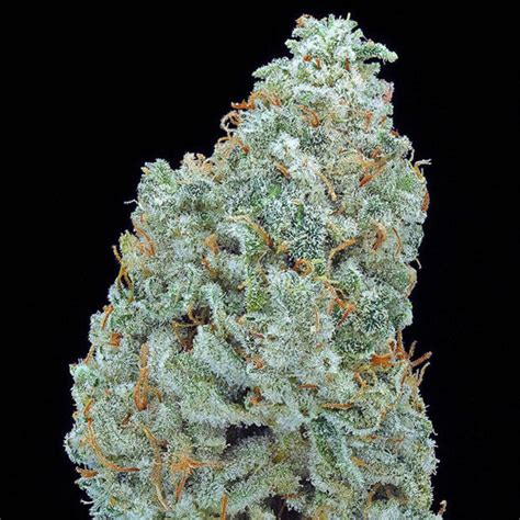 Gorilla Glue 4 Bam Hybrid Inyo Fine Cannabis