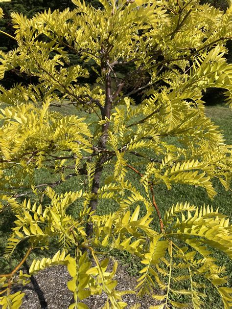 can i please get an id on this tree tas r gardeningaustralia