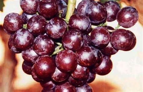 Cerise Fire Seedless Table Grape Fruit Tree Variety Anfic