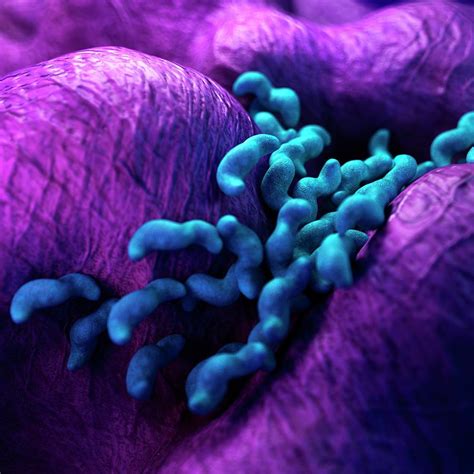 Campylobacter Bacteria Photograph By Sebastian Kaulitzkiscience Photo