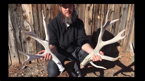 Giant Mule Deer Sheds Youtube