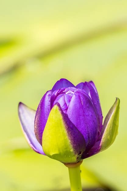 Premium Photo Purple Water Lily Bud