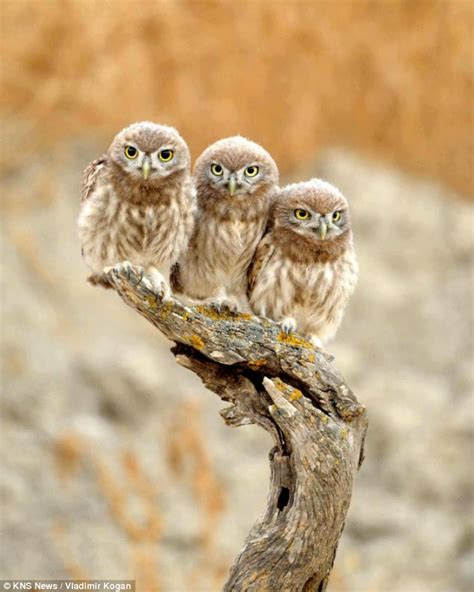 My Visions Towards Life And The World Little Cute Owls Hug For Their